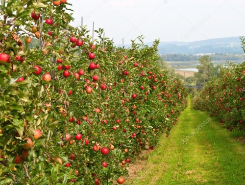 F:\depositphotos_5245807-stock-photo-apple-garden.jpg